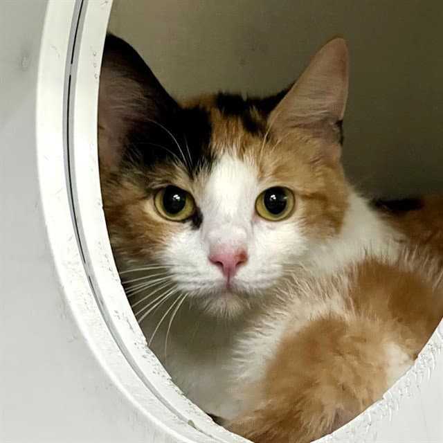 Callie - Domestic Short Hair