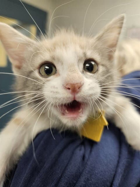 Tempest - Domestic Short Hair