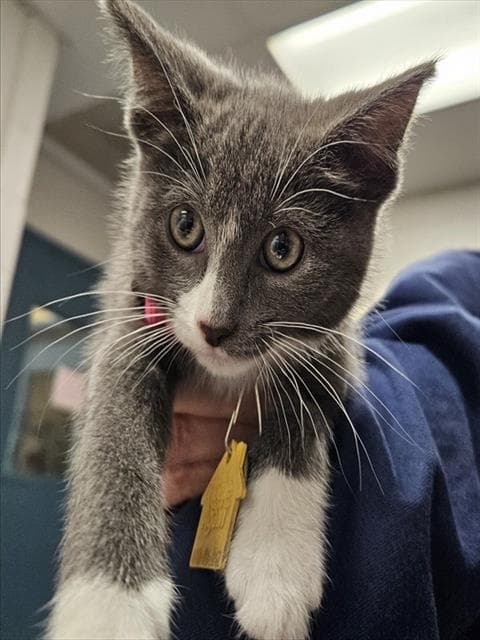 Muffin - Domestic Short Hair
