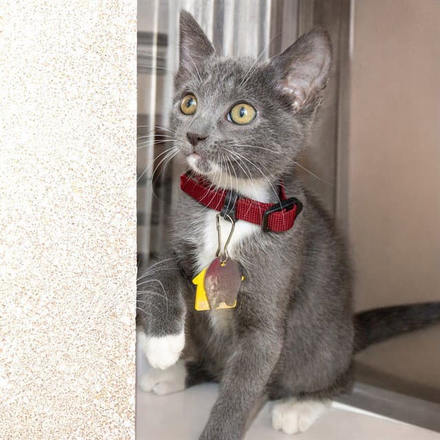 Custard - Domestic Short Hair