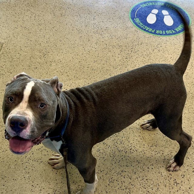 Biscuit - Pit Bull Terrier