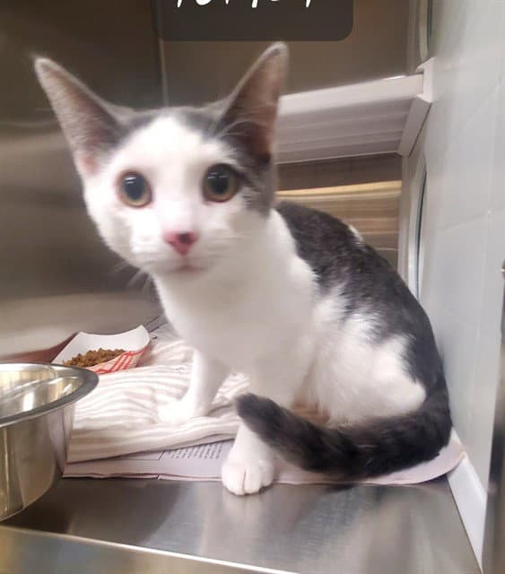 Baffle - Domestic Short Hair