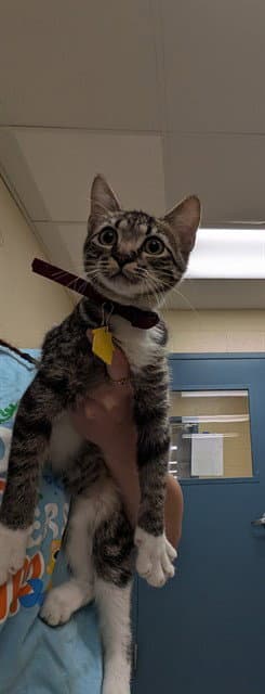 Cosmic - Domestic Short Hair