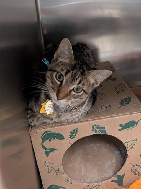 Crisp - Domestic Short Hair