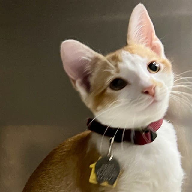 Davey - Domestic Short Hair