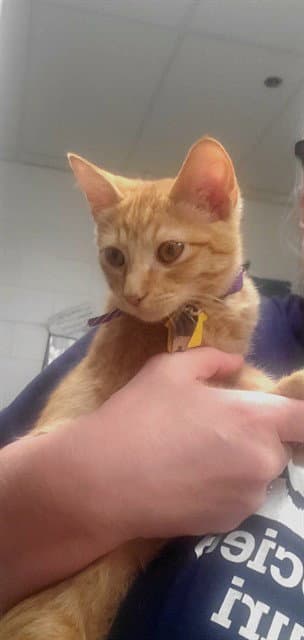 Macintosh - Domestic Short Hair