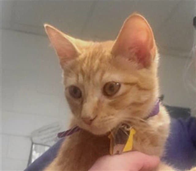 Macintosh - Domestic Short Hair