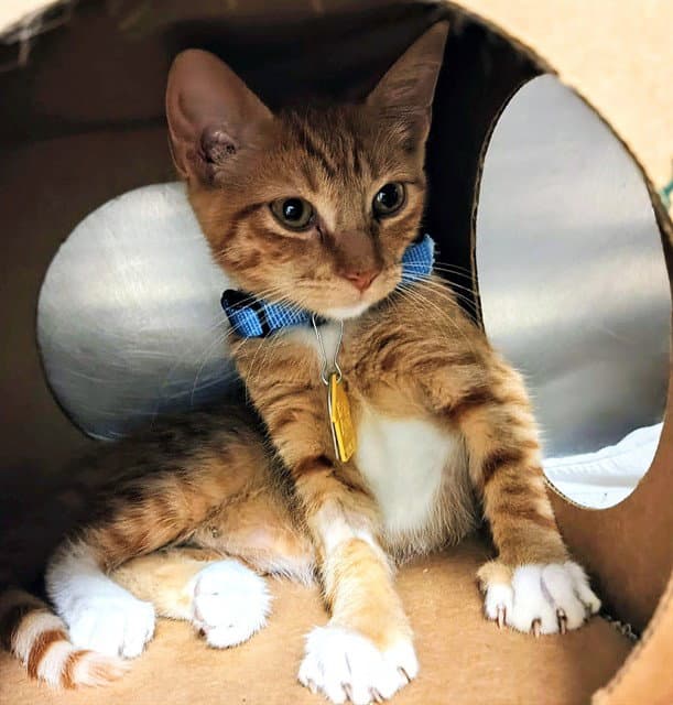 Honeycrisp - Domestic Short Hair