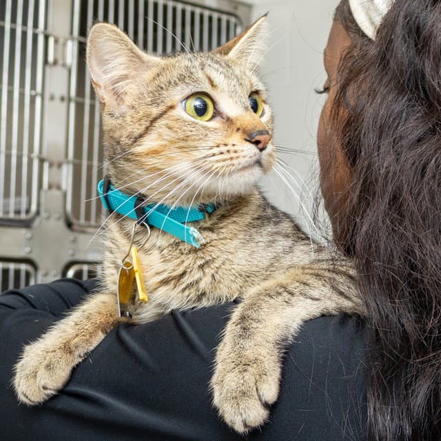 Zee - Domestic Short Hair