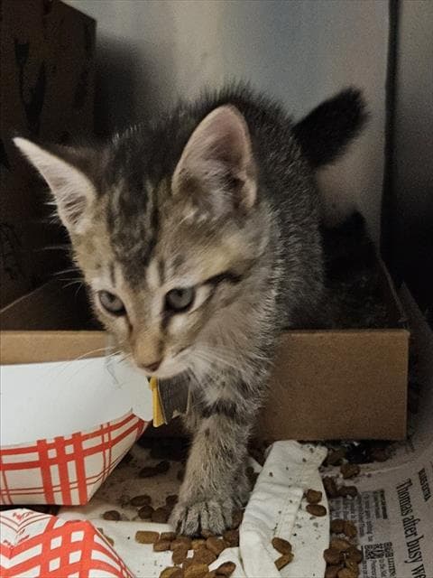 Mittens - Domestic Short Hair