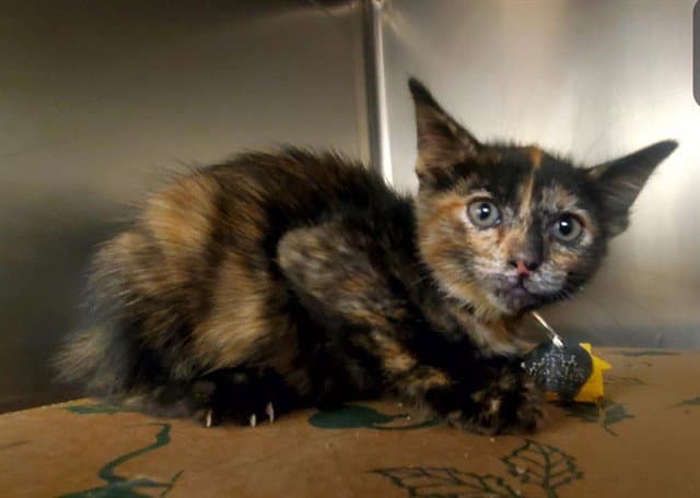 Strawberry - Domestic Short Hair