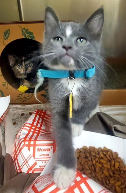 Shortcake - Domestic Short Hair