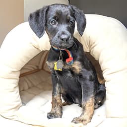 Ryker image 1