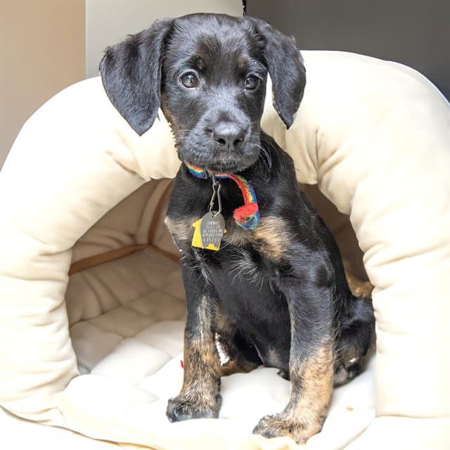 Ryker - Australian Shepherd