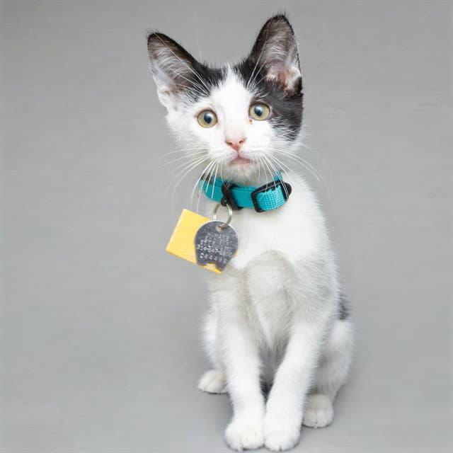 Pearl - Domestic Short Hair
