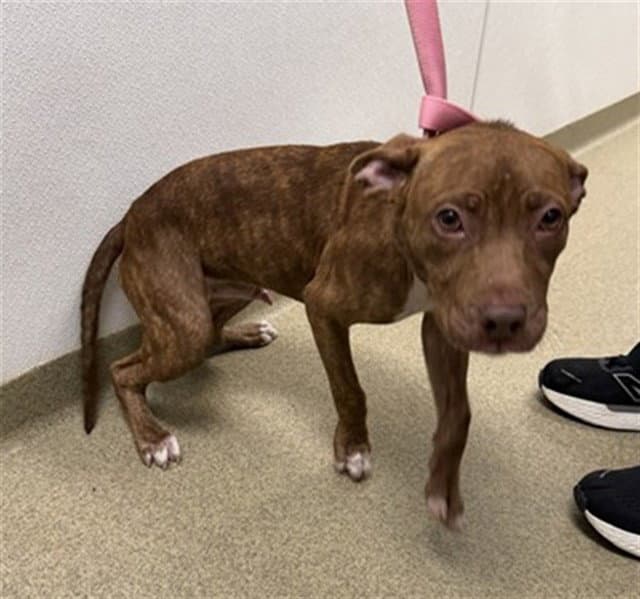 Rion - Pit Bull Terrier
