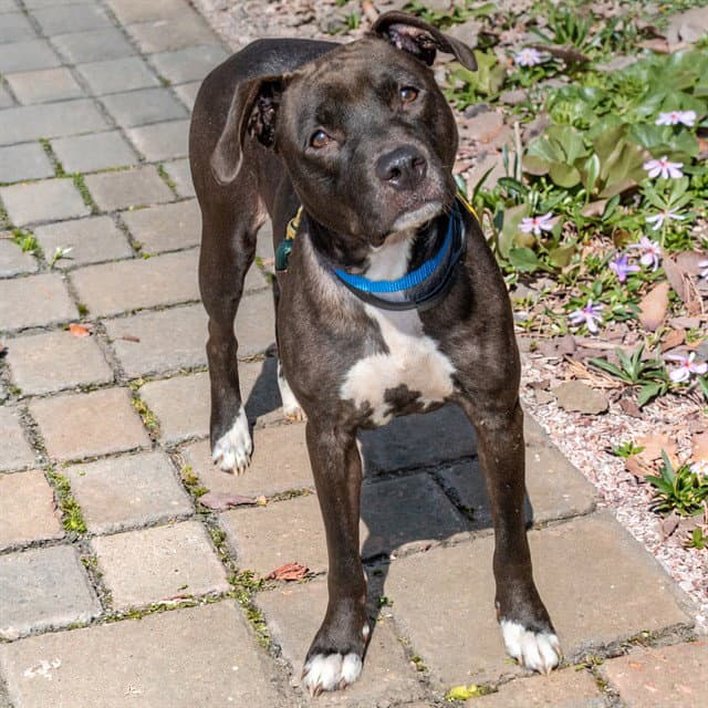 Annie Sue - Pit Bull Terrier