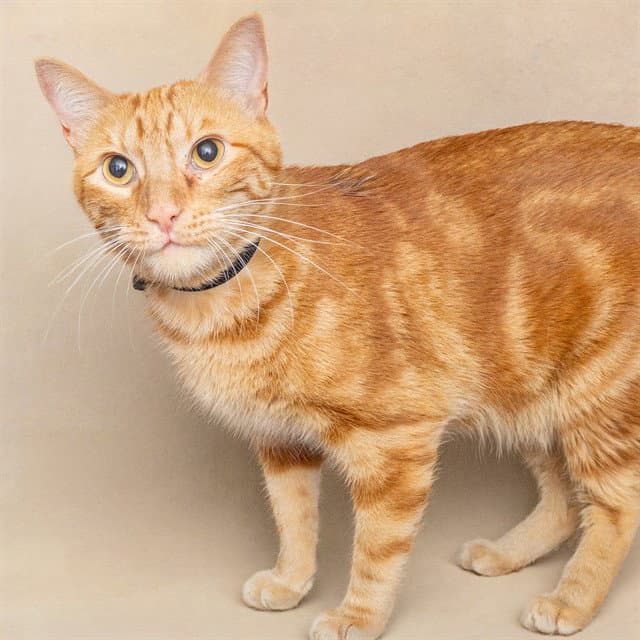 Fuego - Domestic Short Hair