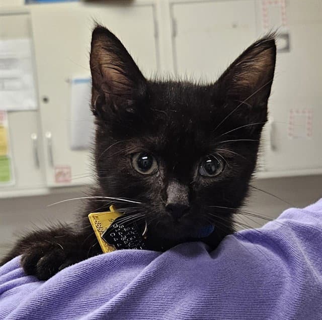 Onyx - Domestic Short Hair