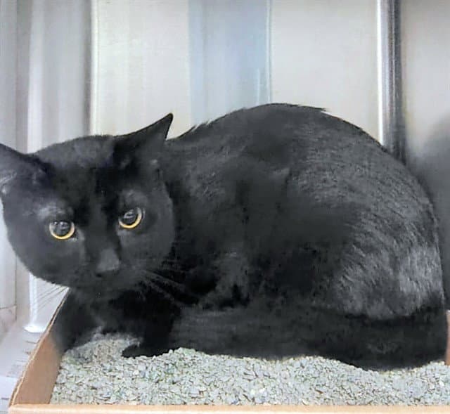 Theodore - Domestic Short Hair