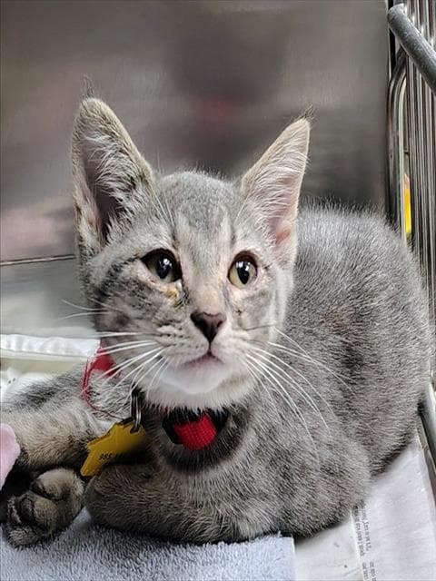 Chad - Domestic Short Hair