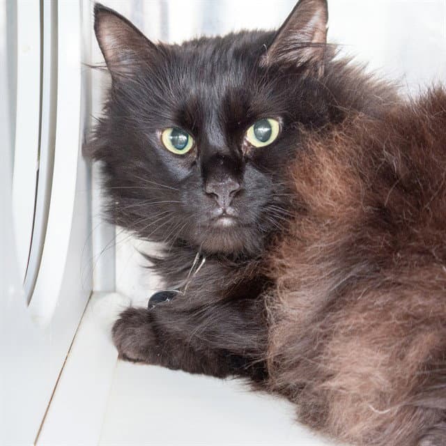 Raven - Domestic Long Hair