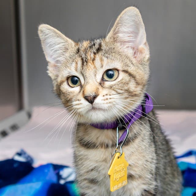 Sablefish - Domestic Short Hair