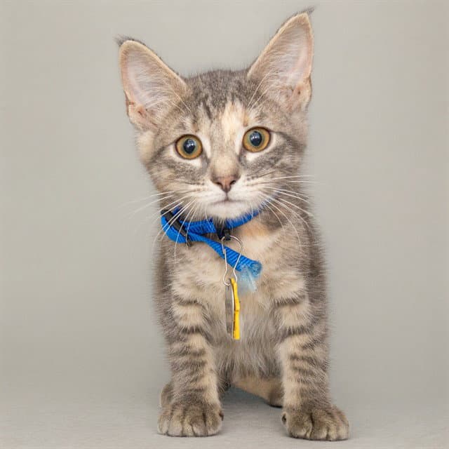 Miss Piggy - Domestic Short Hair