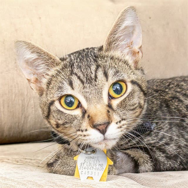 Buggie - Domestic Short Hair