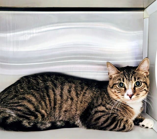 Gyui - Domestic Short Hair