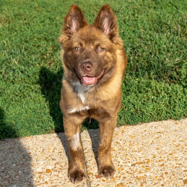 Bebe - Chow Chow