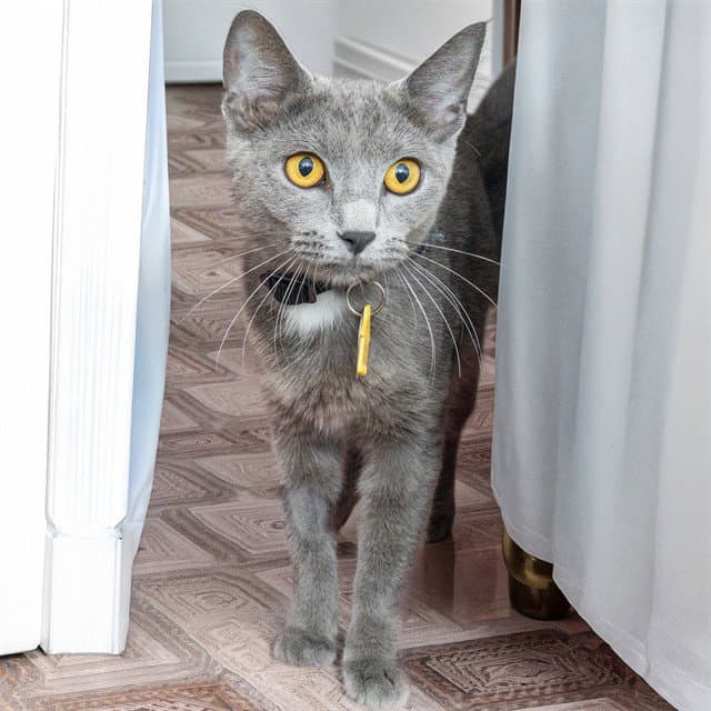 Jade - Domestic Short Hair