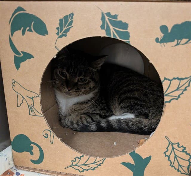 Evie - Domestic Short Hair