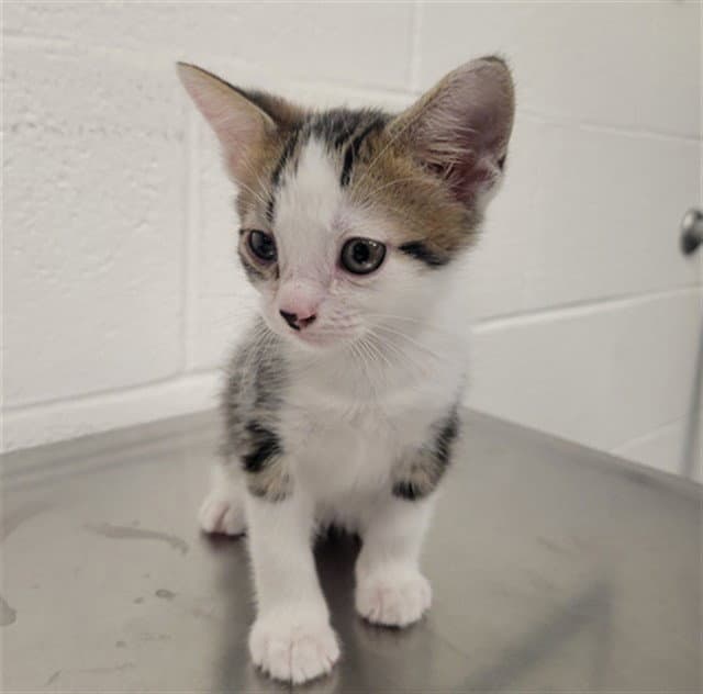 Mo - Domestic Short Hair