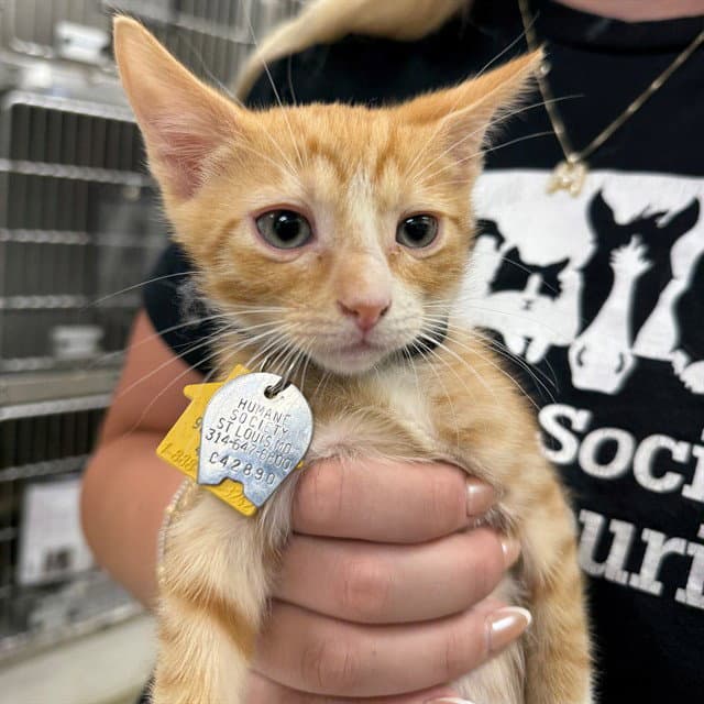 Peanut - Domestic Short Hair