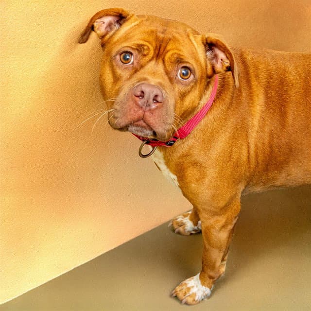 Michelle - Pit Bull Terrier