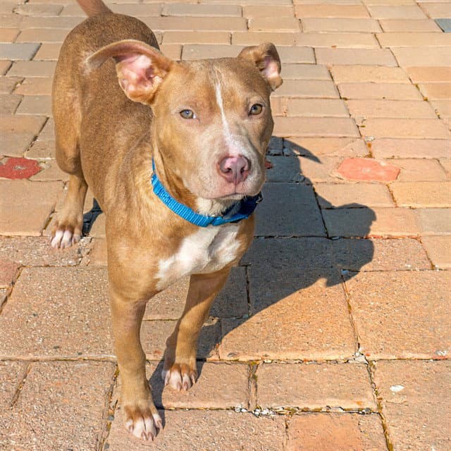 Uncle Dudly - Pit Bull Terrier