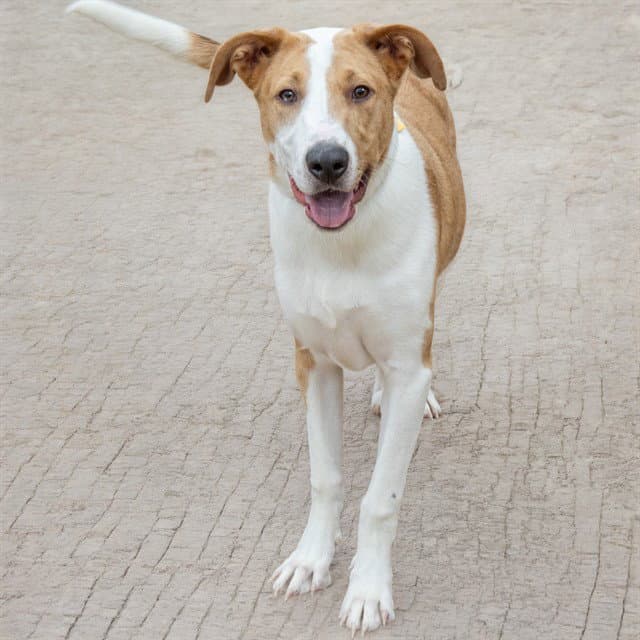 Ryland - Collie