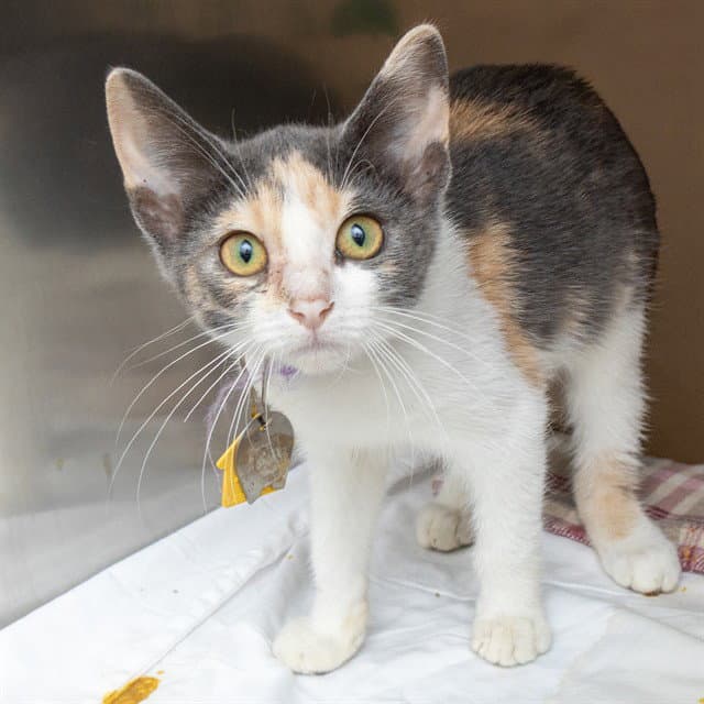 Red Fraggle - Domestic Short Hair