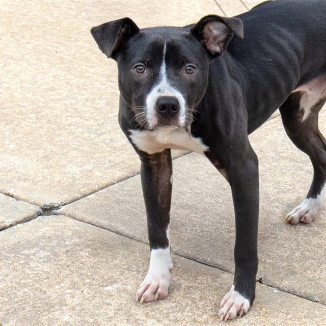 Vadar - Pit Bull Terrier