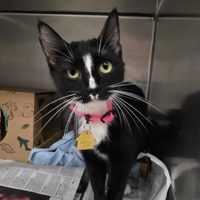 Stella - Domestic Short Hair