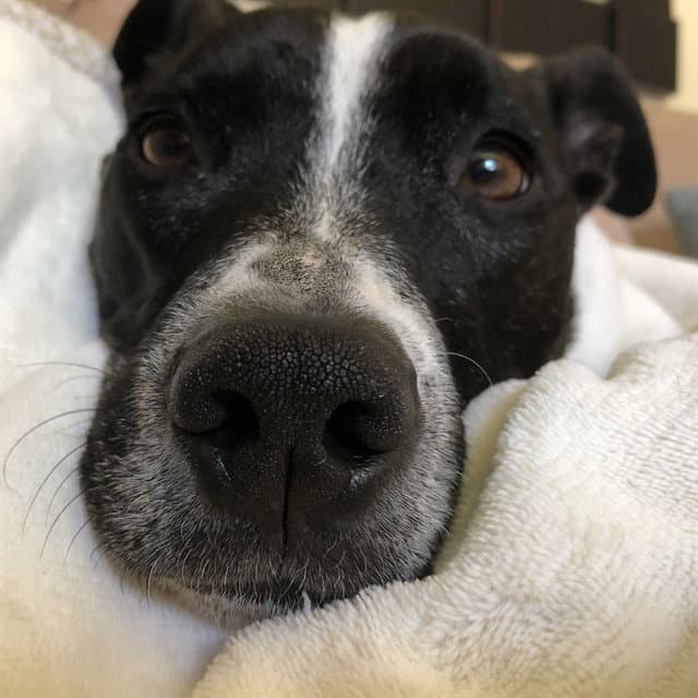 Caiden - Pit Bull Terrier