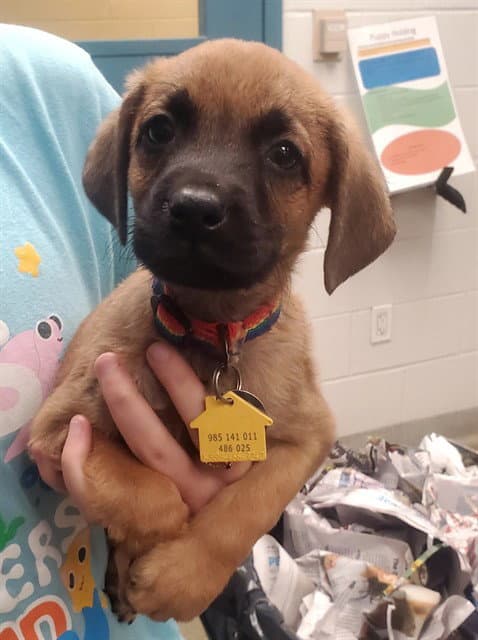 Ralph - Labrador Retriever