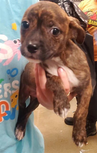 Raya - Plott Hound