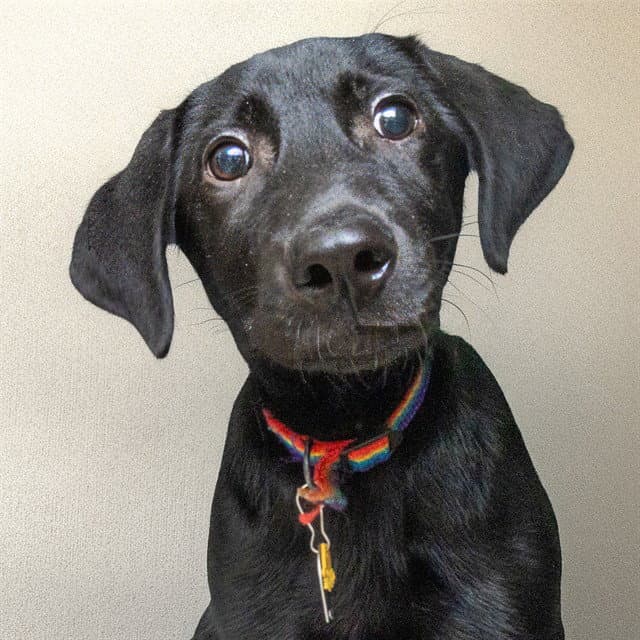 Webkins - Labrador Retriever