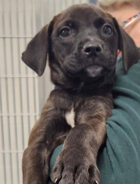 Scout - Pit Bull Terrier