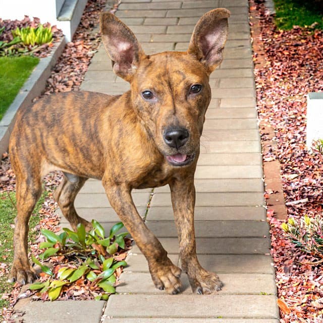 Martian - Pit Bull Terrier