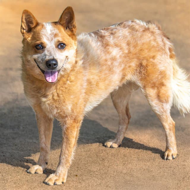 Matilda - Australian Cattle Dog/Blue Heeler