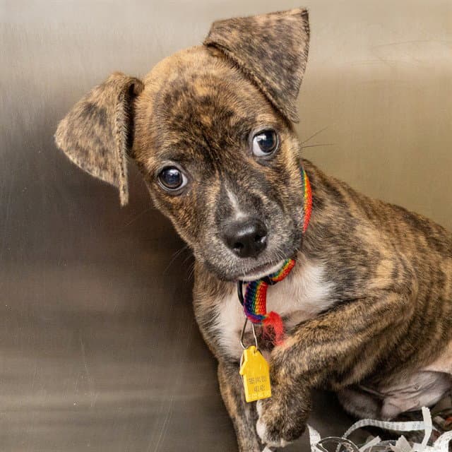 Scooter - Plott Hound