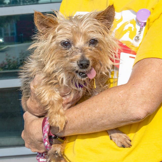 Harold - Yorkshire Terrier Yorkie